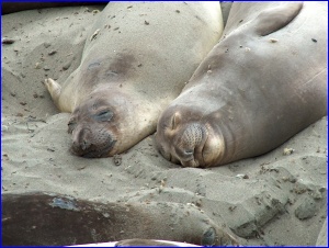 Sleeping Pair
