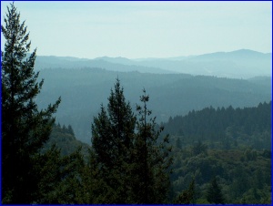 Napa Mist