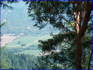 Napa Thru Trees