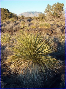Evening Sotol