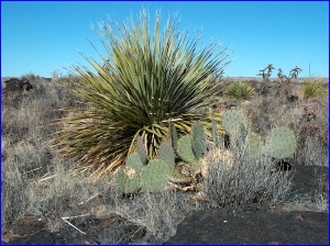 Sotol & Cactus