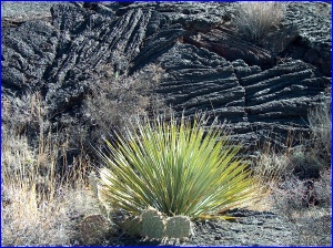 Sotol & Pahoehoe