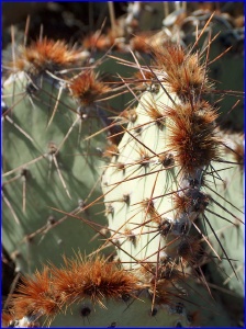 Valley of Fires Prickly Pear