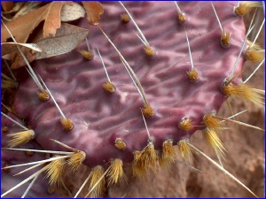 Burgeoning Prickly Pear