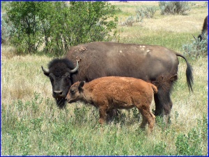 Bison Calf