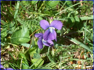 Violet