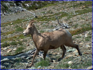 Bighorn Sheep