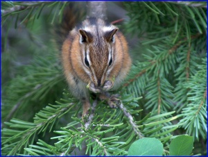 Chipmunk 2