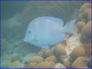 Blue Tang