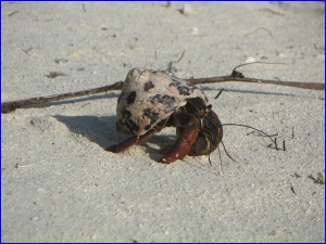 Hermit Crab