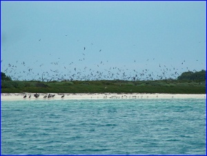 Lots of Terns