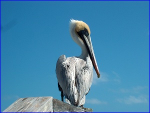 Pelican Standing