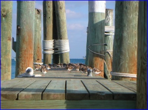 Plovers on Dock