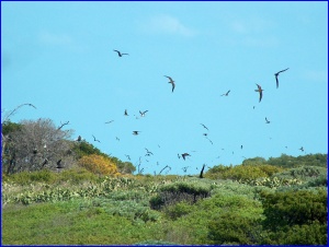 Sooty Terns