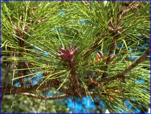 Tiny Cones