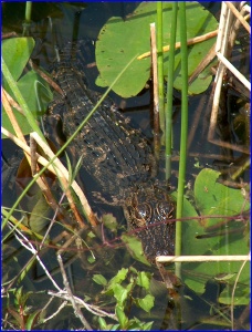 Baby Gator