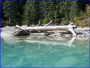 Twisted Driftwood