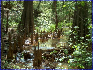 Cypress Knees