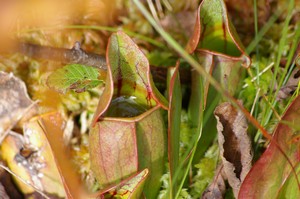 Pitcher Plant