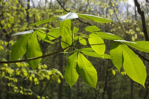 Spring Foliage