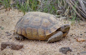 Desert Tortoise