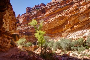 Cottonwood on the Trail