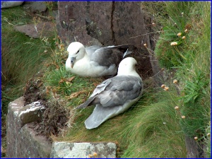 Fulmars