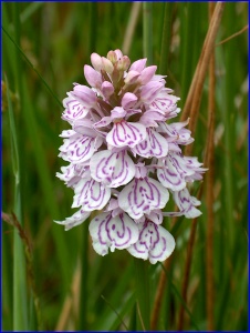 Unidentified Orchid 1